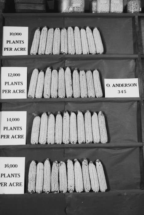 Iowa, IA, United States, Photos, historic, Coon Rapids, history, ia, Coon Rapids Enterprise, corn