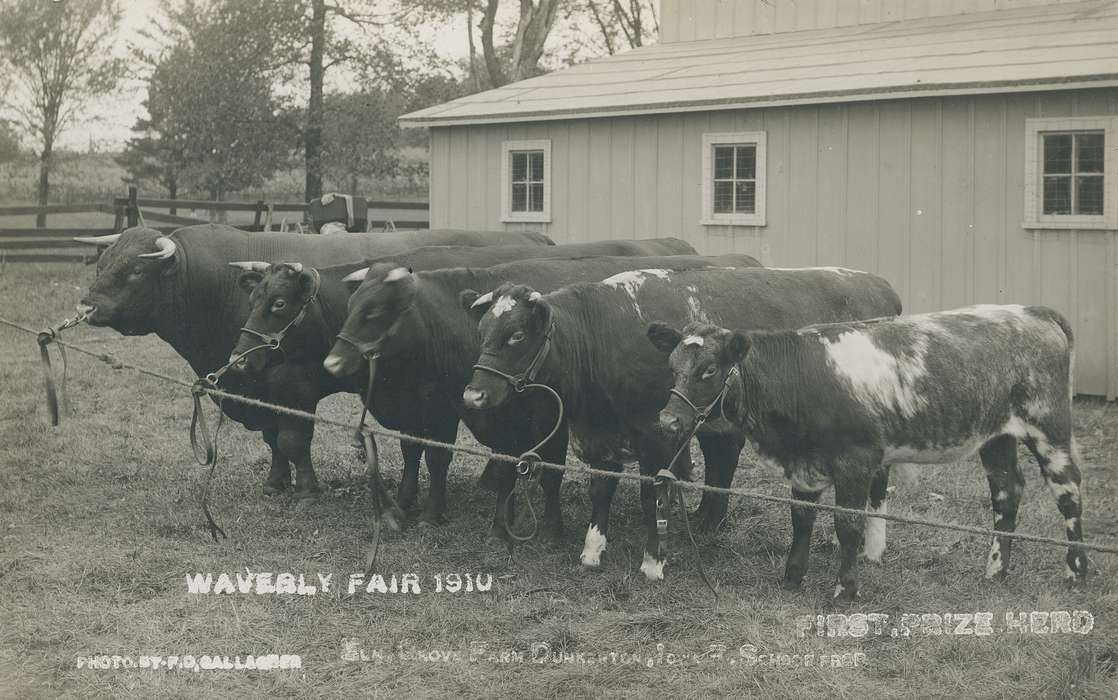 Fairs and Festivals, tree, window, county fair, Waverly Public Library, Iowa History, fair, Waverly, IA, horns, Animals, cow, Iowa, history of Iowa