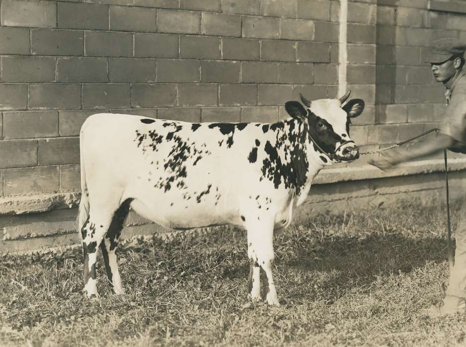 Animals, Photos, history, ia, IA, historic, Black Hawk, ayrshire cow, cow, Iowa, Waterloo, Grout Museum of History and Science, United States