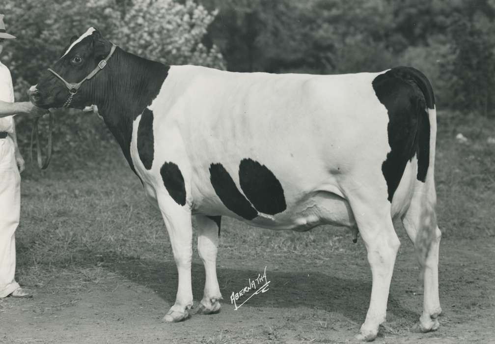 history, Photos, cattle congress, Black Hawk, IA, ia, holstein, Animals, historic, holstein bull, bull, United States, Grout Museum of History and Science, Waterloo, Iowa, national cattle congress