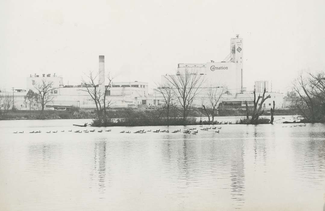 carnation, geese, Iowa History, Waverly, IA, Waverly Public Library, Animals, Iowa, Businesses and Factories, history of Iowa