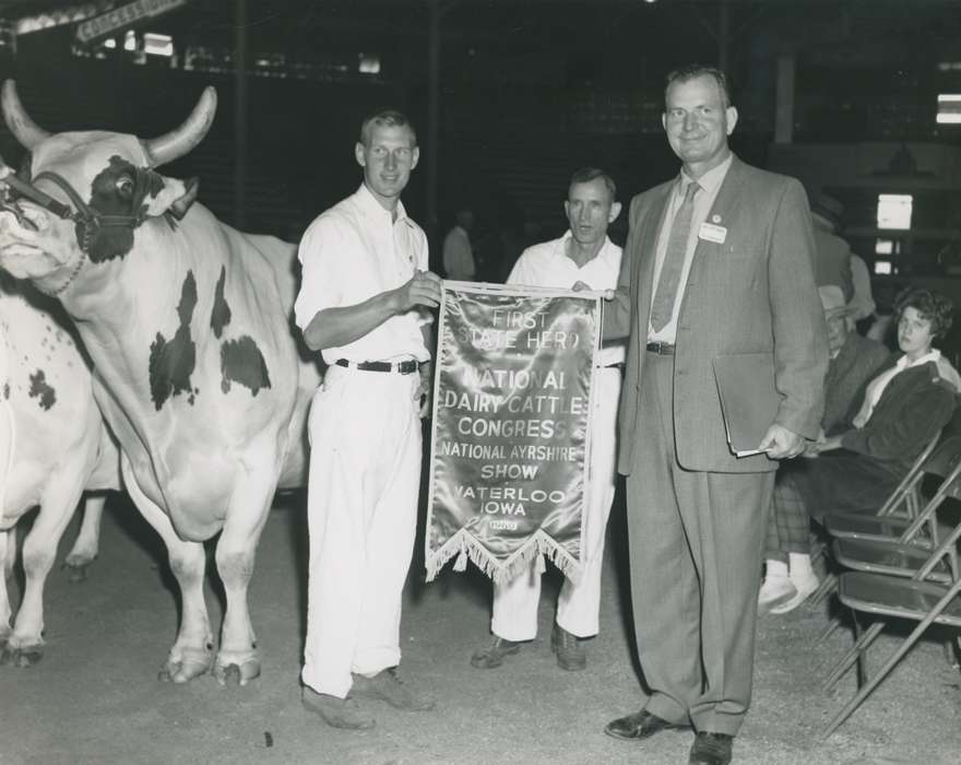 Animals, Waterloo, Photos, history, ia, IA, Portraits - Group, historic, Black Hawk, ayrshire cow, Iowa, cow, Grout Museum of History and Science, United States