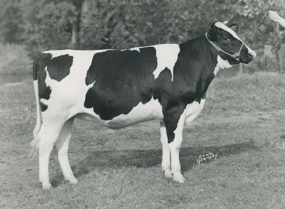 history, holstein cow, Photos, cattle congress, hand, Black Hawk, IA, cow, holstein, Animals, ia, historic, United States, Grout Museum of History and Science, Waterloo, Iowa, national cattle congress