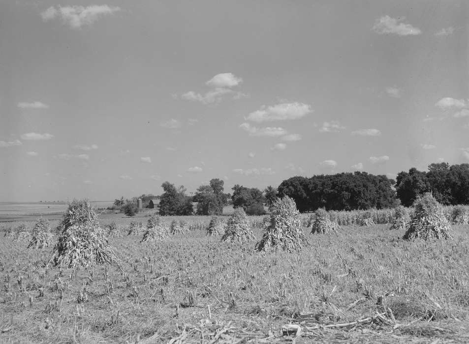 Iowa, cornstalk, Landscapes, Iowa History, scenic, cornfield, Farms, history of Iowa, Library of Congress, harvest