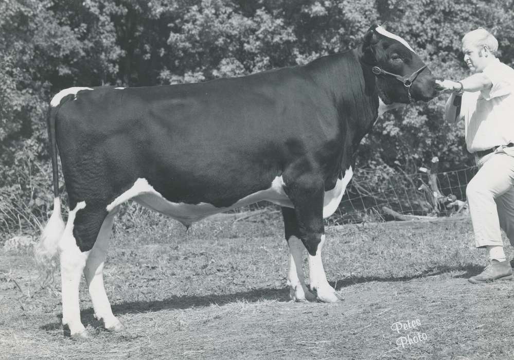 history, Photos, cattle congress, Black Hawk, IA, ia, holstein, Animals, historic, holstein bull, United States, Grout Museum of History and Science, Waterloo, Iowa, national cattle congress