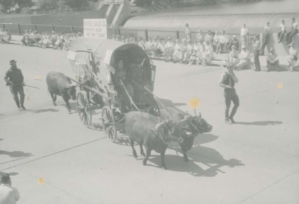 Cities and Towns, Fairs and Festivals, oxen, Animals, Waverly Public Library, Iowa History, parade, Iowa, history of Iowa, Main Streets & Town Squares