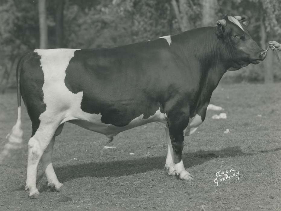 history, Photos, cattle congress, hand, Black Hawk, IA, ia, holstein, Animals, historic, holstein bull, bull, United States, Grout Museum of History and Science, Waterloo, Iowa, national cattle congress