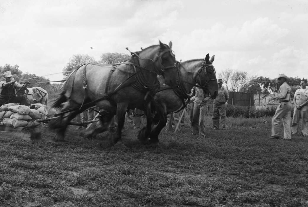 horse pull, Iowa, grain bags, draft horse, IA, United States, Photos, historic, Coon Rapids, Fairs and Festivals, history, Animals, ia, Coon Rapids Enterprise, blur, cowboy hat