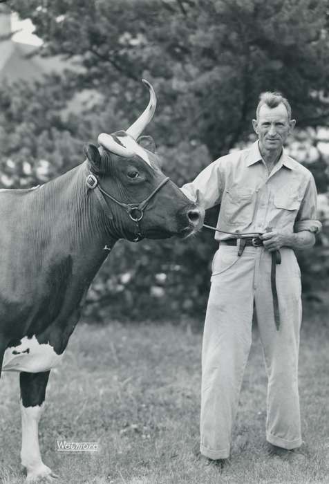 Animals, Waterloo, Photos, history, ia, IA, historic, Portraits - Individual, ayrshire cow, Black Hawk, Iowa, cow, Grout Museum of History and Science, United States