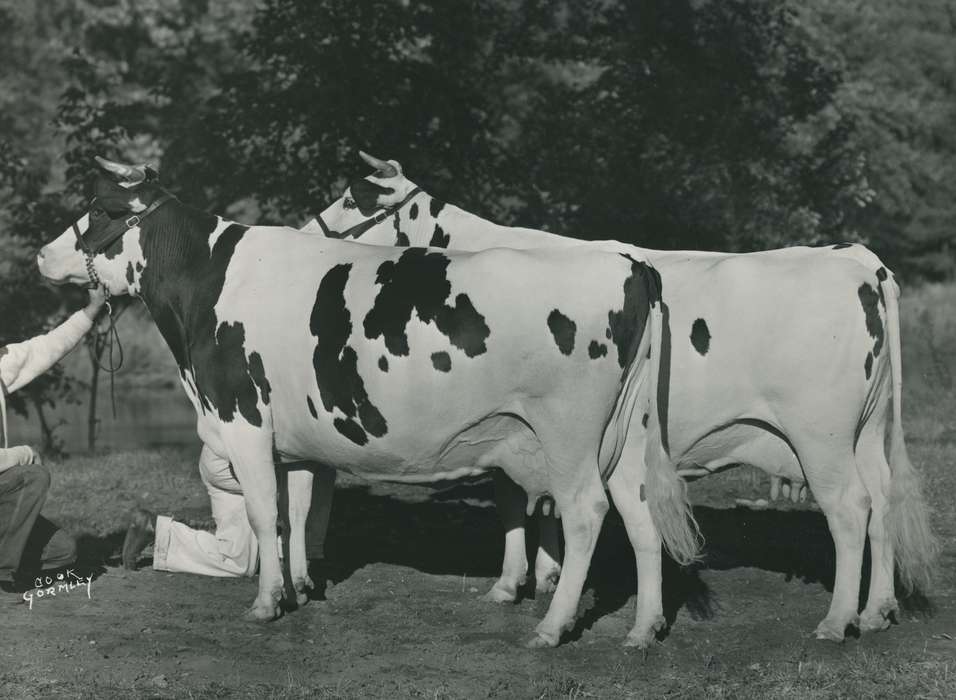 history, holstein cow, Photos, cattle congress, Black Hawk, IA, cow, holstein, Animals, ia, historic, United States, Grout Museum of History and Science, Waterloo, Iowa, national cattle congress