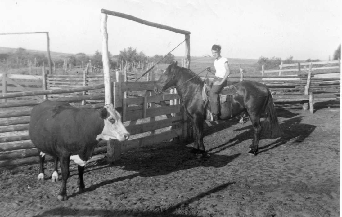 fence, Animals, Labor and Occupations, Farms, bull, Iowa History, Iowa, corral, Schrodt, Evelyn, history of Iowa, IA, horse