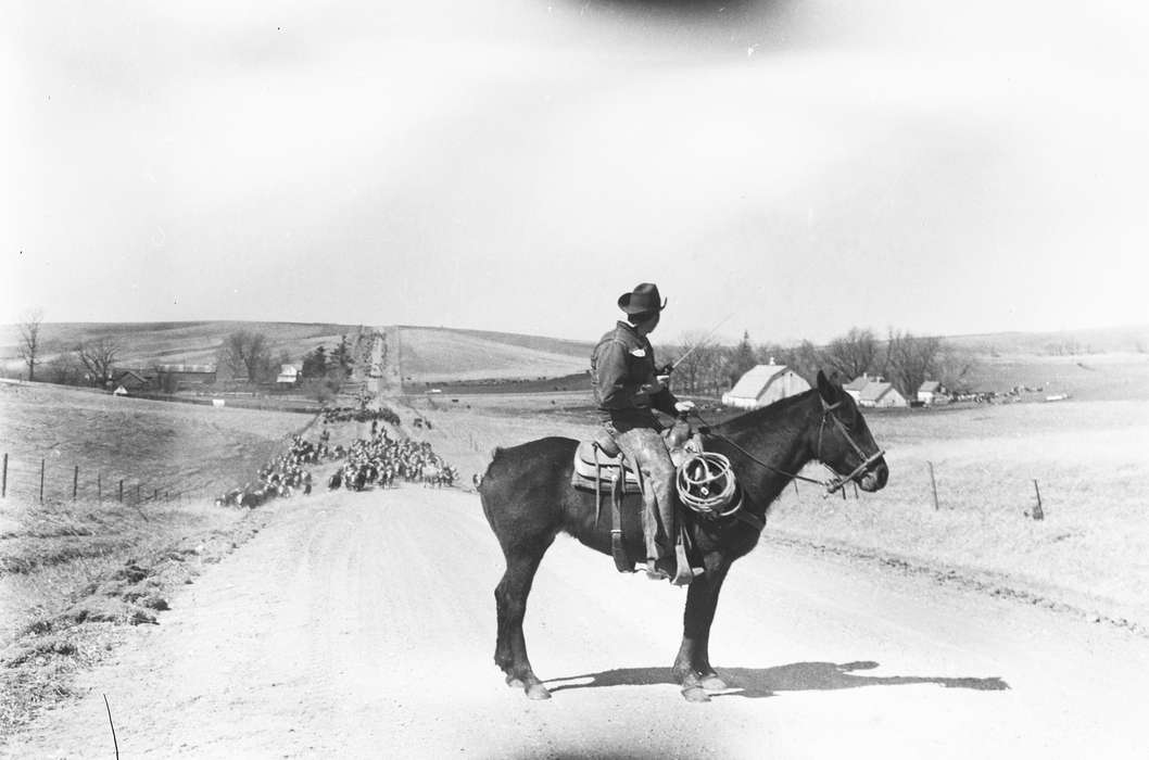 Labor and Occupations, ia, Iowa, history, IA, Animals, Farms, horse, cattle, Coon Rapids, cowboy, Coon Rapids Enterprise, Photos, historic, United States, herding, dirt road