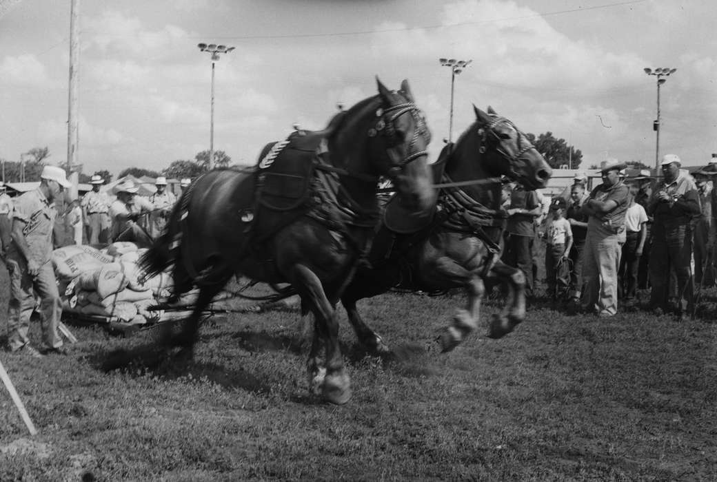 horse pull, Iowa, grain bags, draft horse, IA, United States, Photos, historic, Coon Rapids, Fairs and Festivals, history, Animals, ia, Coon Rapids Enterprise, blur, cowboy hat