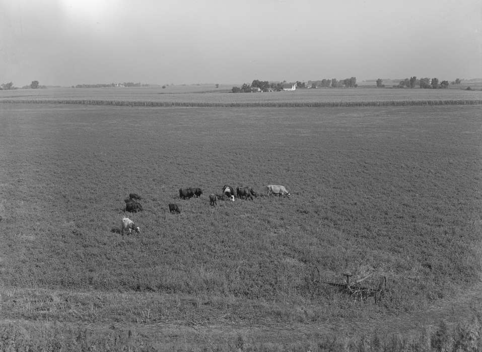 Farming Equipment, Aerial Shots, Landscapes, cows, hay field, Animals, history of Iowa, grazing, Iowa, Farms, Library of Congress, Iowa History