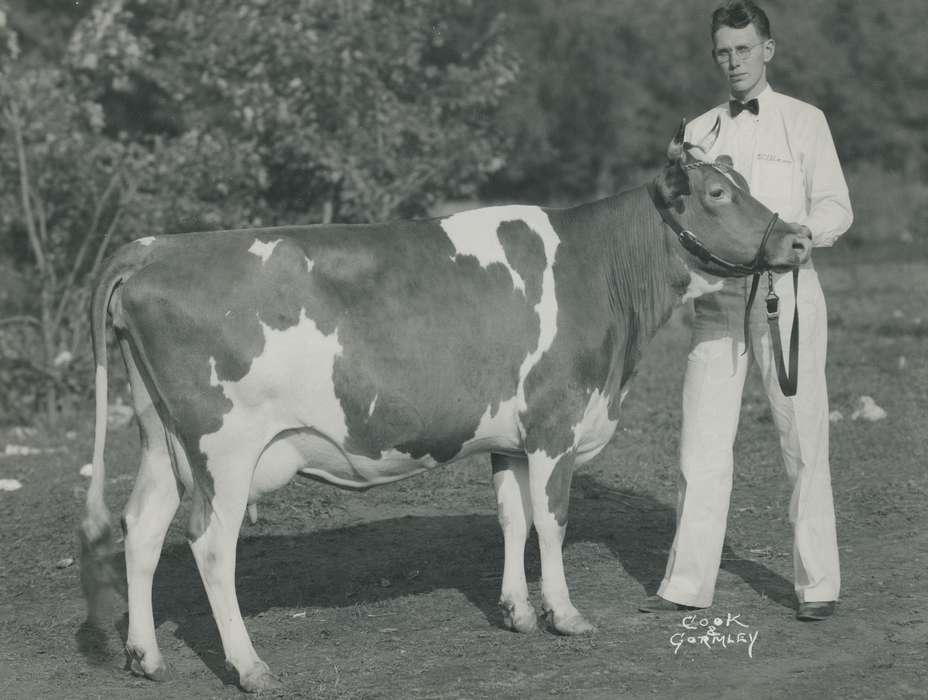 man, cattle congress, IA, historic, Animals, bow tie, United States, Farms, guernsey cow, Waterloo, national cattle congress, history, Photos, Black Hawk, cow, Fairs and Festivals, ia, teenager, Grout Museum of History and Science, Civic Engagement, Iowa, dairy cow