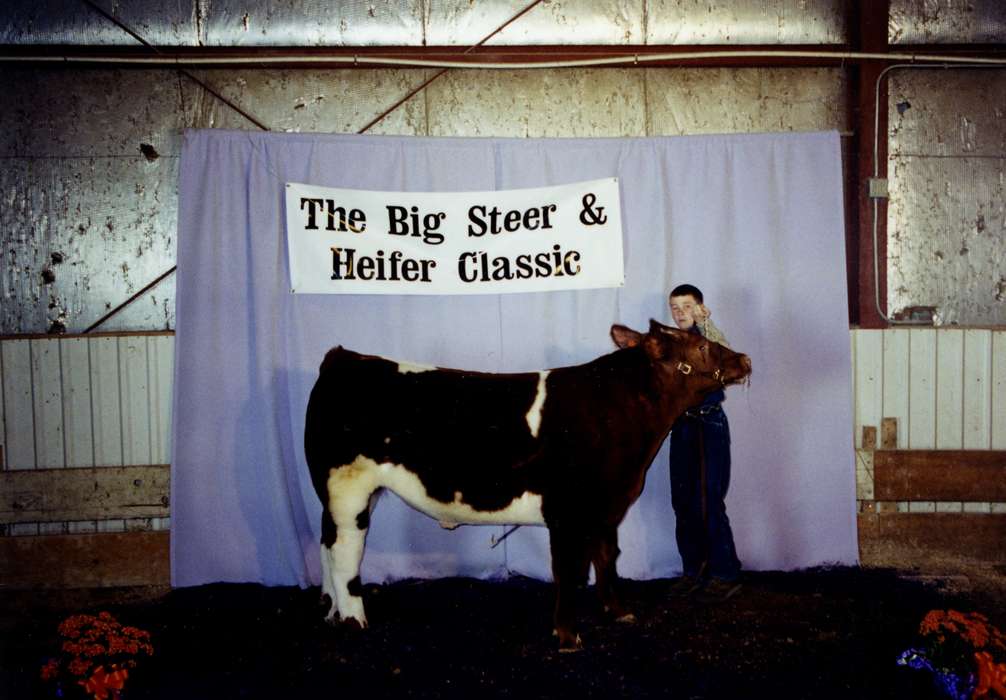Children, steer, Iowa History, bull, Portraits - Individual, Iowa, Vierkandt, Stephanie, Fairs and Festivals, Webster City, IA, history of Iowa, Animals, heifer