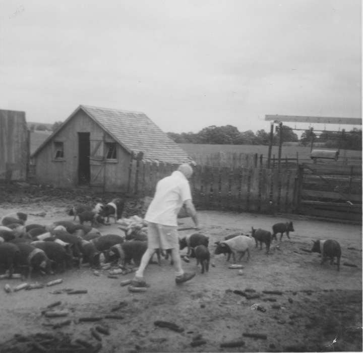 Farms, Barns, Cascade, IA, pigs, Iowa History, Animals, Iowa, Cigrand, Mariann, history of Iowa