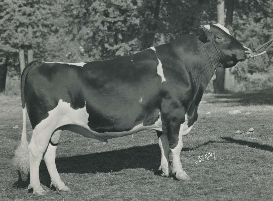 history, Photos, cattle congress, Black Hawk, IA, ia, holstein, Animals, historic, holstein bull, United States, Grout Museum of History and Science, Waterloo, Iowa, national cattle congress