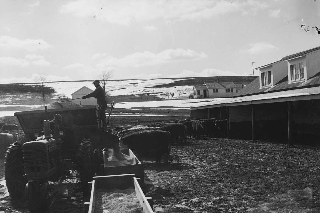 cow, ia, Iowa, history, IA, Animals, cows, Coon Rapids, Photos, Coon Rapids Enterprise, historic, tractor, United States, Farming Equipment