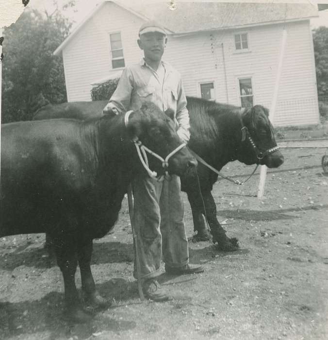 livestock, cows, Lotts Creek, IA, Animals, Farms, cattle, Iowa History, Iowa, Thul, Cheryl, history of Iowa, Children