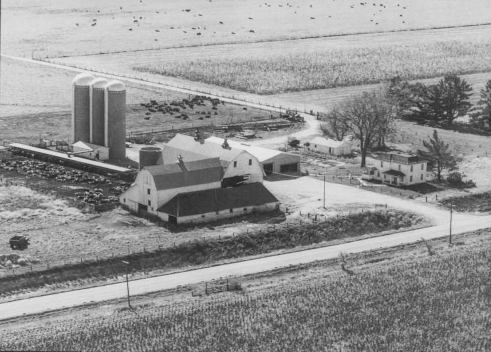 Barns, Meyers, Peggy, Animals, Farms, Iowa History, Iowa, West Liberty, IA, Aerial Shots, history of Iowa