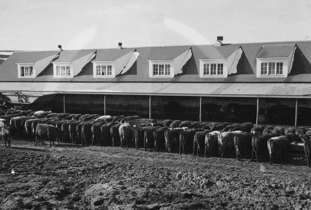cow, ia, cow butt, Iowa, history, IA, Animals, Farms, cows, Coon Rapids, Photos, Coon Rapids Enterprise, historic, United States