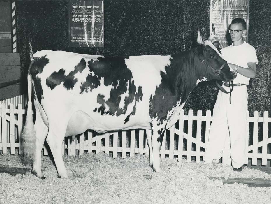 Animals, Photos, history, ia, historic, ayrshire cow, Iowa, cow, Grout Museum of History and Science