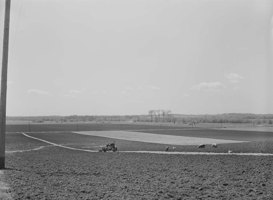 tractor, Farms, Animals, Library of Congress, Farming Equipment, Motorized Vehicles, Labor and Occupations, pigs, Iowa, Iowa History, chickens, field, history of Iowa, farmer