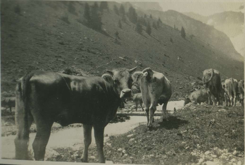 Fabos, Edith, cow, Animals