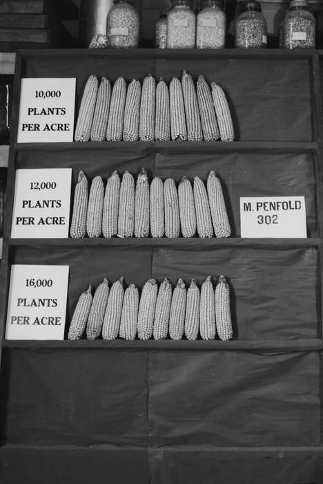 Iowa, IA, United States, Photos, historic, Coon Rapids, history, ia, Coon Rapids Enterprise, corn