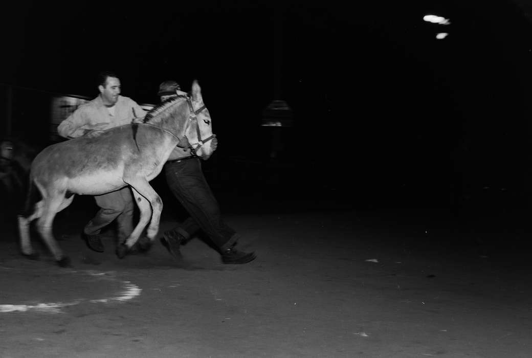 United States, history, donkey, ia, Entertainment, Photos, Coon Rapids Enterprise, Animals, historic, Iowa, IA, Coon Rapids