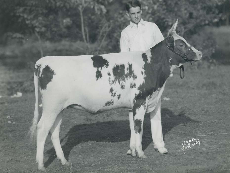 Animals, Cook & Gormley, Photos, history, ia, IA, Black Hawk, ayrshire cow, cow, Iowa, Waterloo, historic, United States