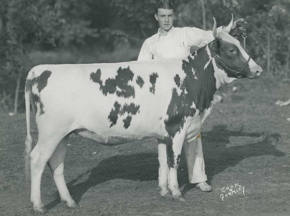 Animals, Photos, history, ia, IA, historic, Black Hawk, ayrshire cow, cow, Iowa, Waterloo, Grout Museum of History and Science, United States