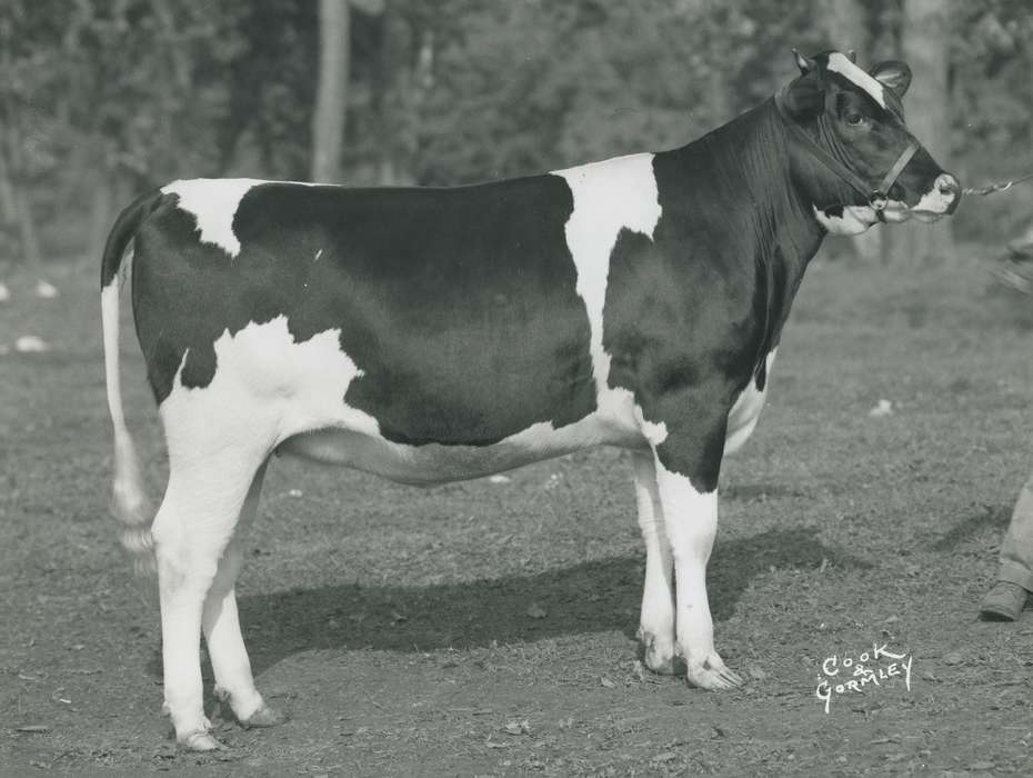 history, holstein cow, Photos, cattle congress, Black Hawk, IA, cow, holstein, Animals, ia, historic, United States, Grout Museum of History and Science, Waterloo, Iowa, national cattle congress