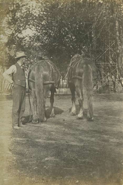 Animals, Macey, IA, Mortenson, Jill, horses, Iowa, Iowa History, history of Iowa