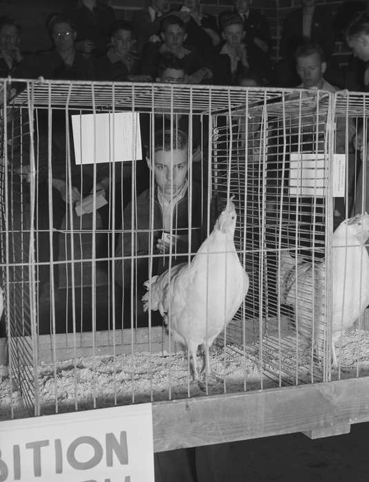 Animals, chickens, student, Children, Iowa, bird cage, Library of Congress, history of Iowa, Schools and Education, Civic Engagement, Iowa History