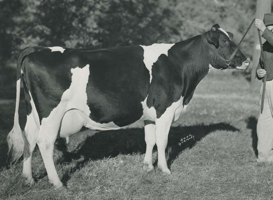 history, holstein cow, Photos, cattle congress, Black Hawk, IA, cow, holstein, Animals, ia, historic, United States, Grout Museum of History and Science, Waterloo, Iowa, national cattle congress