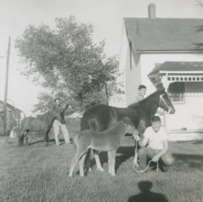 Farms, Animals, horses, Iowa History, Maharry, Jeanne, history of Iowa, Taylor County, IA, Iowa