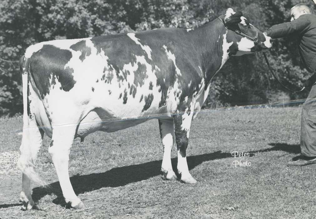 Photos, history, ia, IA, historic, Black Hawk, ayrshire cow, cow, Iowa, Waterloo, Grout Museum of History and Science, United States