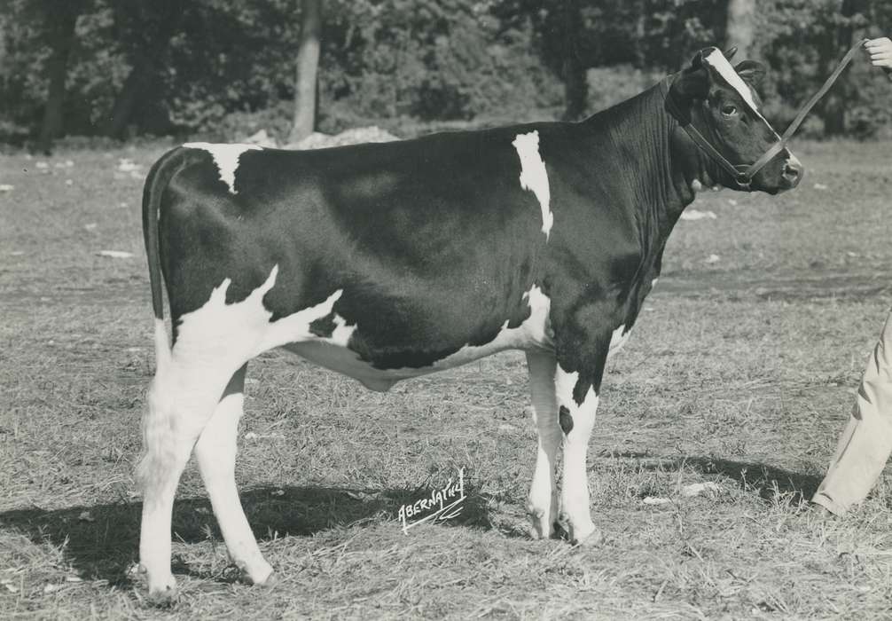 history, holstein cow, Photos, cattle congress, Black Hawk, IA, cow, holstein, Animals, ia, historic, United States, Grout Museum of History and Science, Waterloo, Iowa, national cattle congress