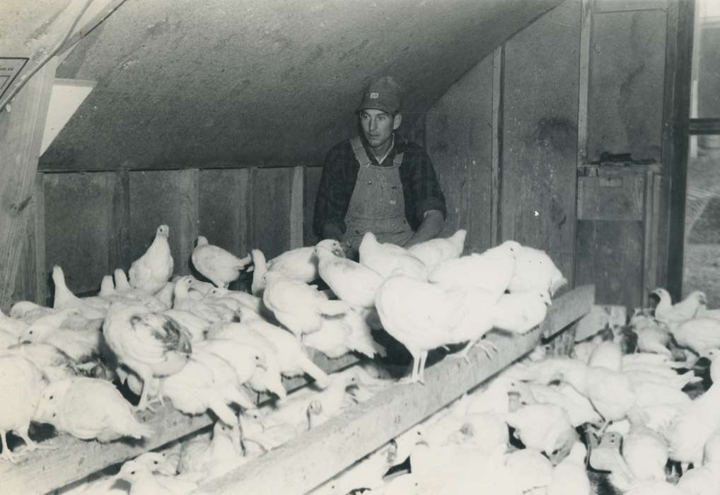 Farms, Photos, Coon Rapids Enterprise, Barns, history, Iowa, historic, Portraits - Individual, Labor and Occupations, Animals, ia