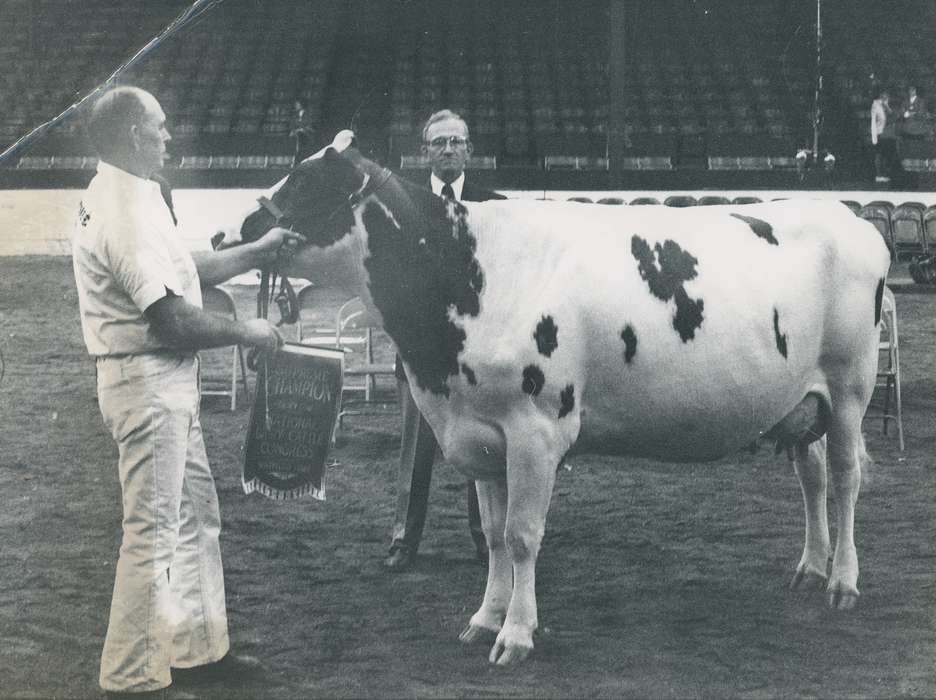 Animals, Photos, history, ia, IA, historic, Black Hawk, ayrshire cow, cow, Iowa, Waterloo, Grout Museum of History and Science, United States