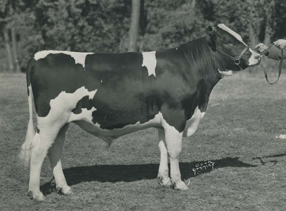 history, Photos, cattle congress, Black Hawk, IA, ia, holstein, Animals, historic, holstein bull, bull, United States, Grout Museum of History and Science, Waterloo, Iowa, national cattle congress