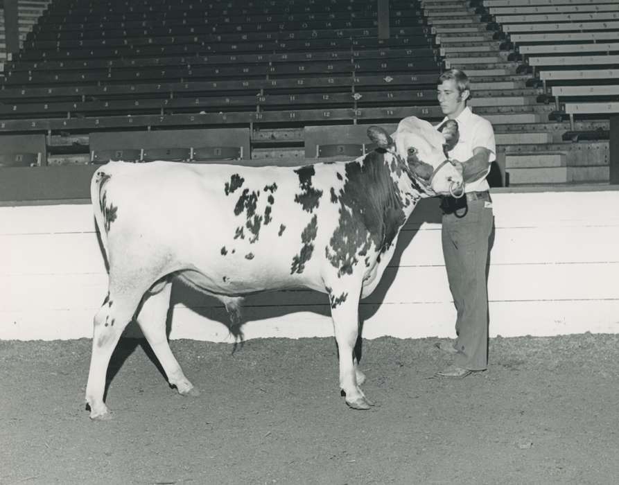 Animals, Photos, history, ia, IA, historic, ayrshire bull, Black Hawk, Iowa, Waterloo, Grout Museum of History and Science, United States, bull