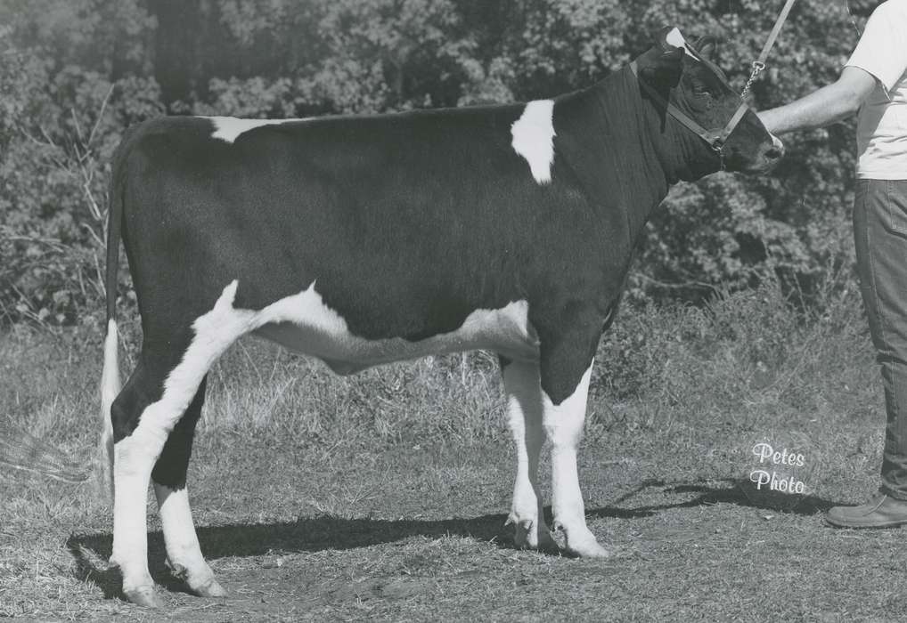 history, Photos, cattle congress, Black Hawk, IA, ia, holstein, Animals, historic, holstein bull, bull, United States, Grout Museum of History and Science, Waterloo, Iowa, national cattle congress