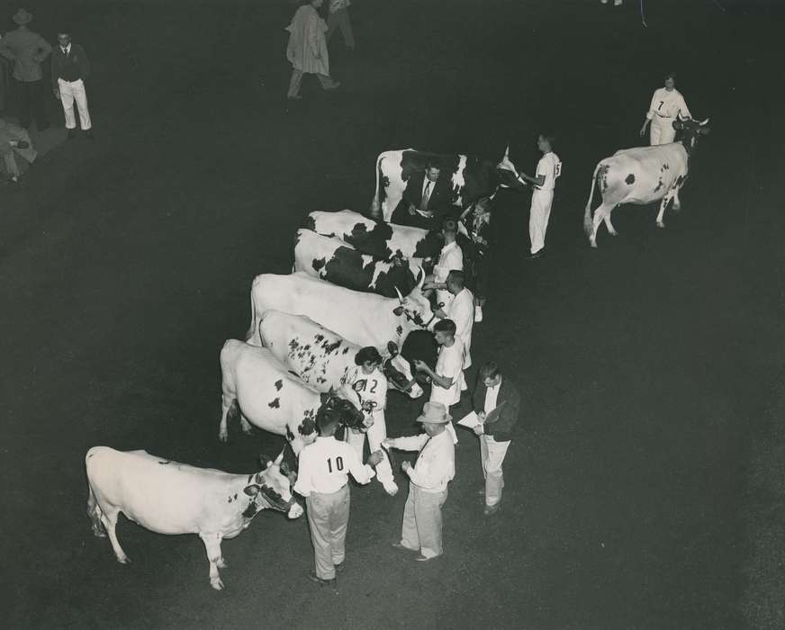 Animals, Photos, history, ia, IA, historic, Black Hawk, ayrshire cow, cow, Iowa, Waterloo, Grout Museum of History and Science, United States
