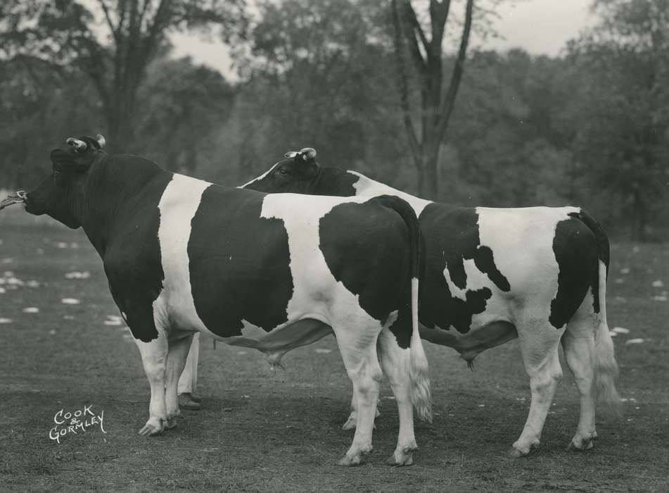 history, cow butt, Photos, cattle congress, Black Hawk, IA, historic, holstein, Animals, sd, holstein bull, bull, United States, Grout Museum of History and Science, Waterloo, South Dakota, national cattle congress