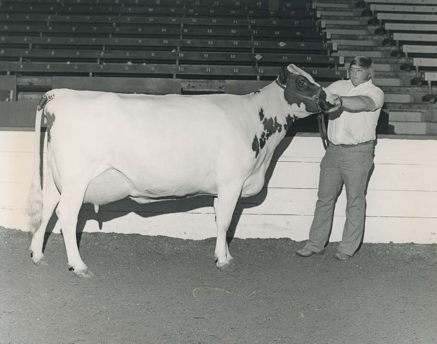Animals, Photos, history, ia, IA, historic, Black Hawk, ayrshire cow, cow, Iowa, Waterloo, Grout Museum of History and Science, United States