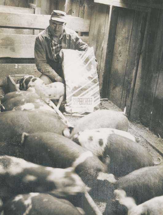 Farms, Photos, Coon Rapids Enterprise, Barns, history, Iowa, historic, Animals, ia