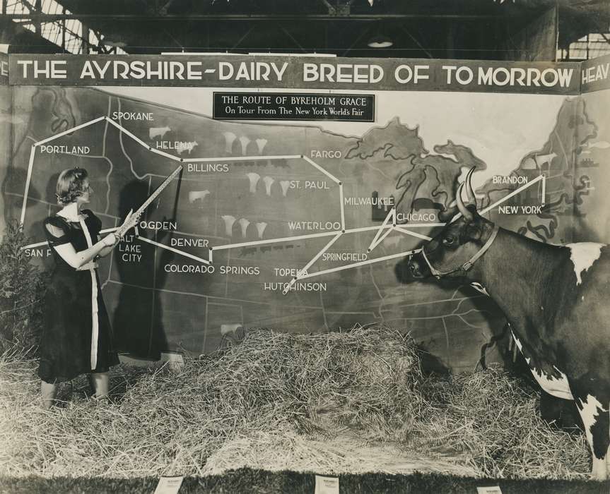 Animals, Photos, history, ia, IA, historic, Black Hawk, ayrshire cow, cow, Iowa, Waterloo, Grout Museum of History and Science, United States